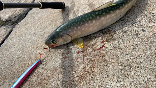 アメマスの釣果