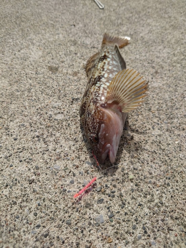 アイナメの釣果