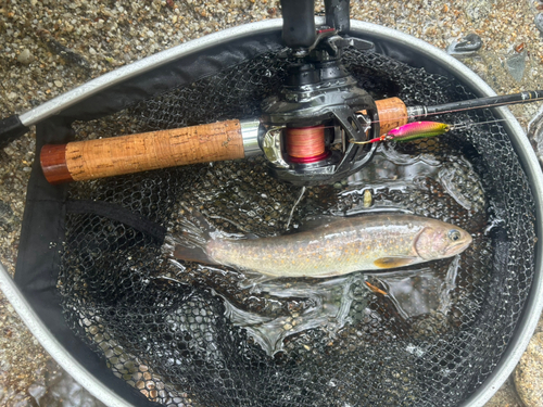 イワナの釣果