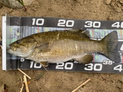 スモールマウスバスの釣果