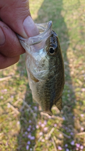 ラージマウスバスの釣果