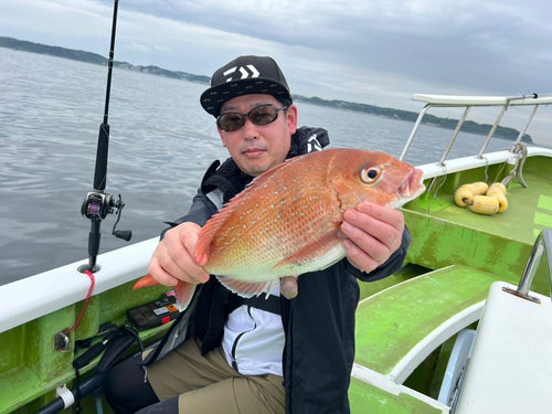 マダイの釣果