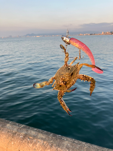 カニの釣果