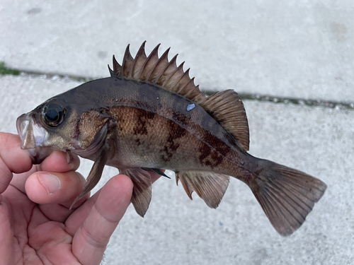 メバルの釣果