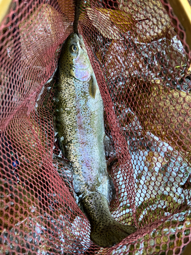 ニジマスの釣果