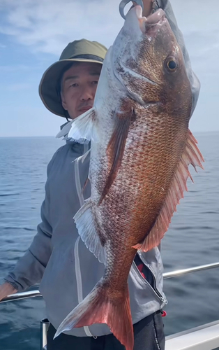 マダイの釣果