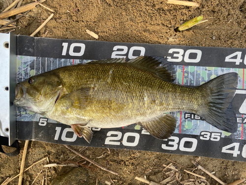 スモールマウスバスの釣果