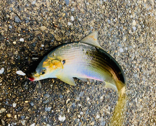 コノシロの釣果