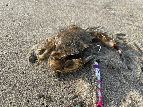 カニの釣果