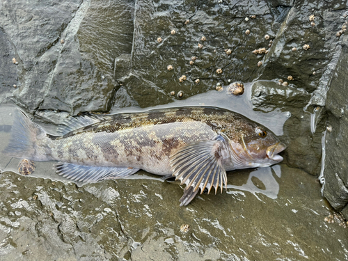 アイナメの釣果