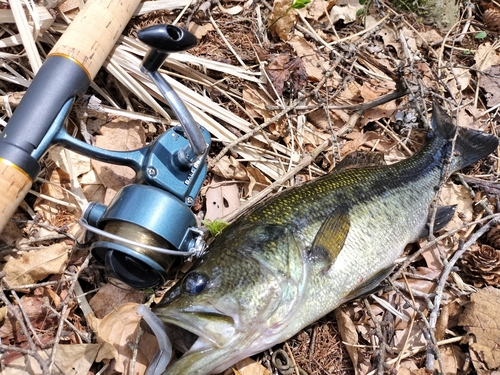 ラージマウスバスの釣果