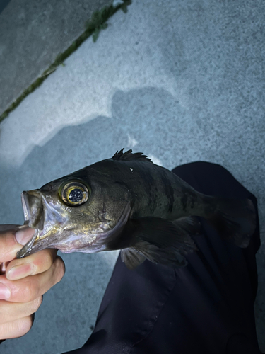 シロメバルの釣果