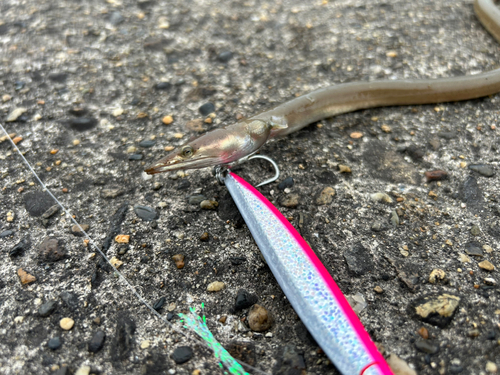 ダイナンウミヘビの釣果