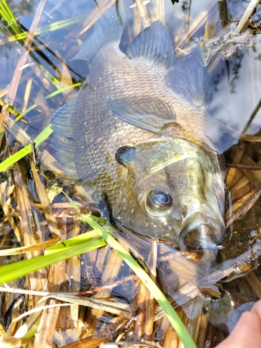 ブルーギルの釣果