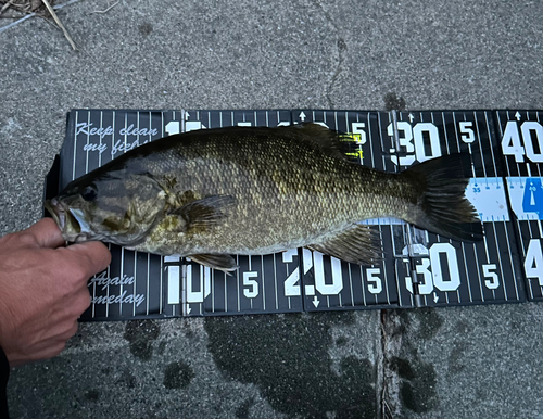 スモールマウスバスの釣果