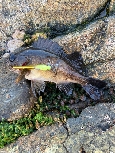 メバルの釣果