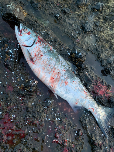 サクラマスの釣果