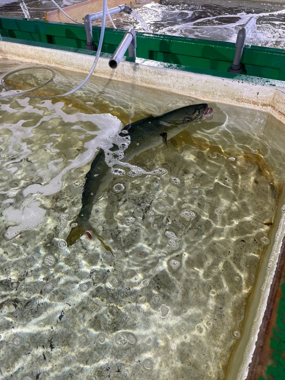 大原港　義丸　綾😊さんの釣果 1枚目の画像