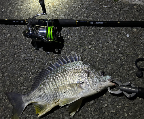 キビレの釣果