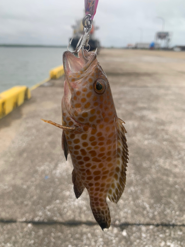 オオモンハタの釣果