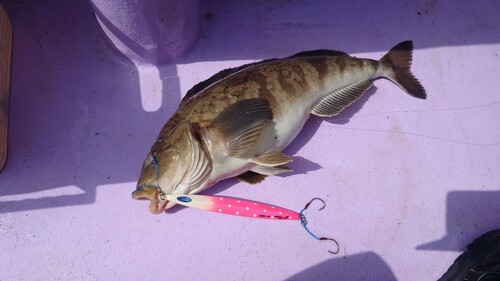 ホッケの釣果