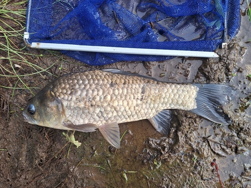 フナの釣果