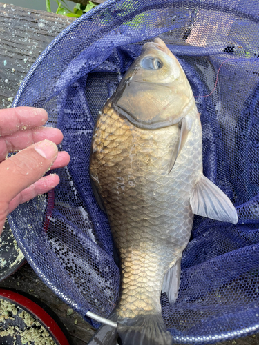 ヘラブナの釣果