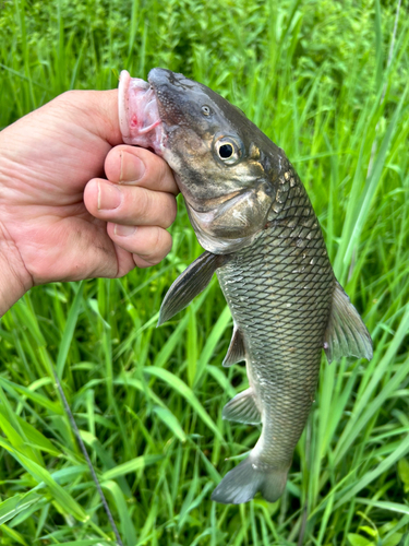 ニゴイの釣果