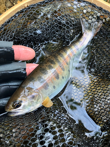 ヤマメの釣果