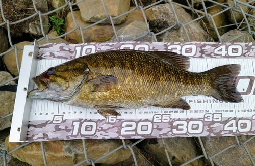 スモールマウスバスの釣果