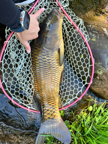 コイの釣果