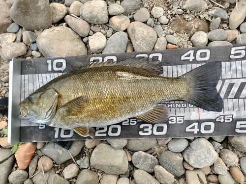 スモールマウスバスの釣果