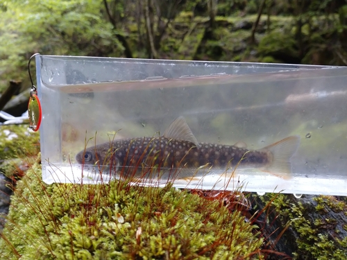 ニッコウイワナの釣果