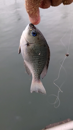 メジナの釣果