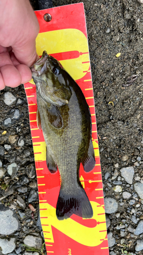 スモールマウスバスの釣果