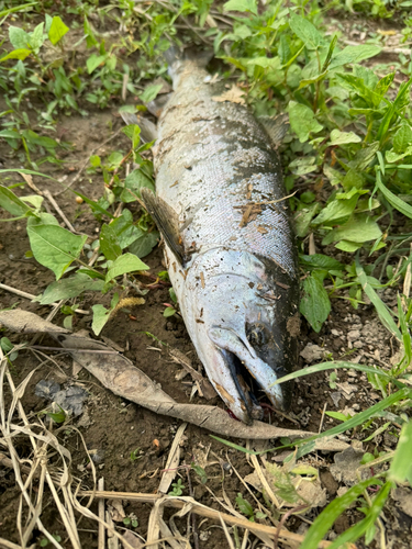 サクラマスの釣果