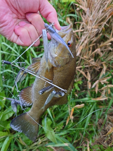 スモールマウスバスの釣果