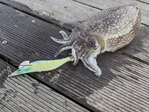 シリヤケイカの釣果