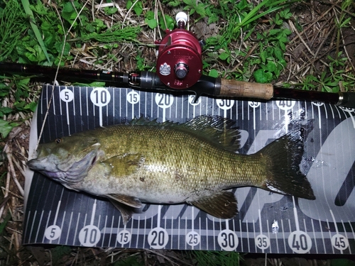 スモールマウスバスの釣果