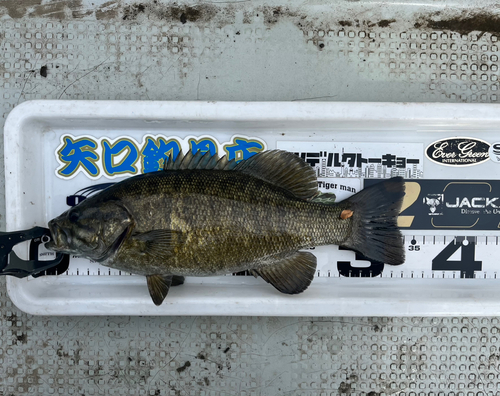 スモールマウスバスの釣果