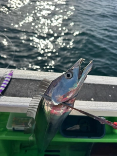 タチウオの釣果