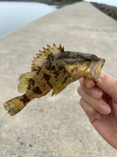 タケノコメバルの釣果