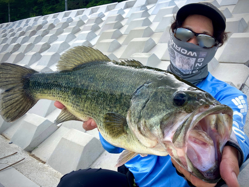 ブラックバスの釣果