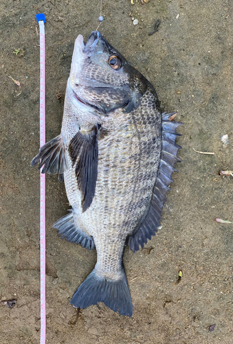 クロダイの釣果