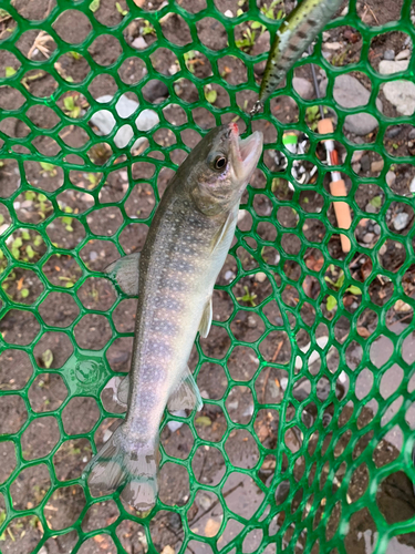 イワナの釣果