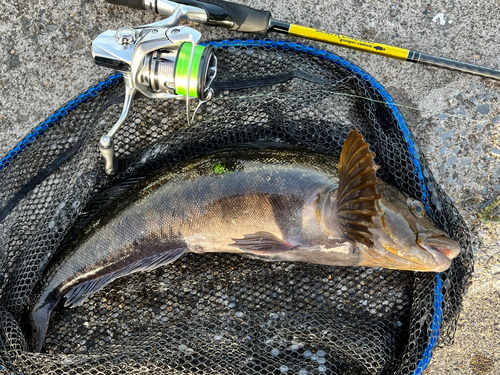 アイナメの釣果