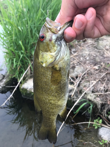 スモールマウスバスの釣果