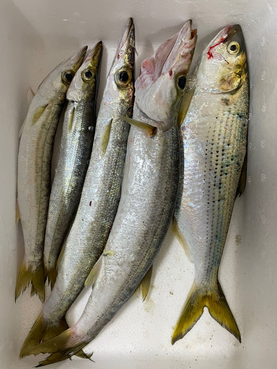 カマス