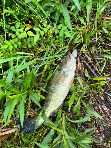 ブラックバスの釣果