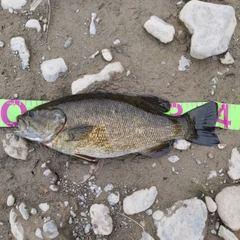 スモールマウスバスの釣果